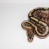 maner.morphs