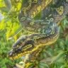 AReaHerps