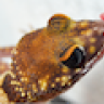Reptiles4TW