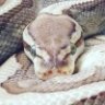 conquerorworm
