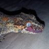 gargoyleosaurus