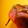 Geckosandcoolstuff