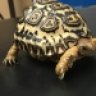 StarTortoiseWorld
