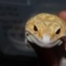 geocentricgecko