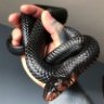 ReptilianOne