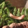 Ticklicous