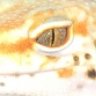 TheGeckoLab