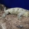 MagicCityGeckos