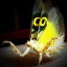 whiterabbit71