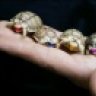 TMNT