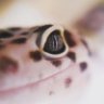 Smallhouse Geckos