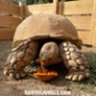 SinCityReptiles_