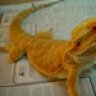 Reptil Hombre