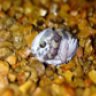 Geckogen