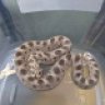 ROYGBIV_Reptiles