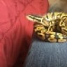 Jackthesnake69