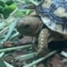 Netorts