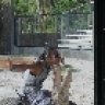 AnimalHandler3