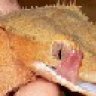 geckoguy79