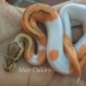 EastCoastReptiles171