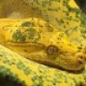 SerpentCurator