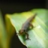 AggieAmphibia