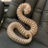 SuckerPunchSerpents