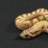 danielrinckeyreptiles