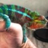 LibbysLizards