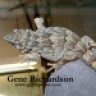 gcsreptiles