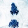 angelsboas