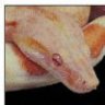 NorthamExotics