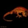 Gecko_Galaxy