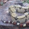Reptimusa