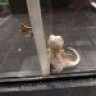 FirelinkReptiles