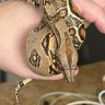Reptile88