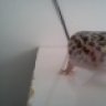 pictusgecko