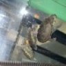 HerpboyNBA