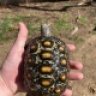 Sams_turtles_and_tortoise