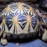 CoastalTortoise