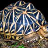 turtlelover8866