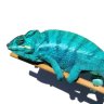 PantherCompanyChameleons