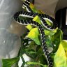 Reptileyoho