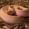 CobaltCobra