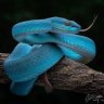 NoSteponSnek