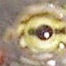 Beardie_Guy