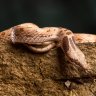 Naturalist_herps