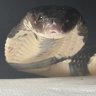 Venomancer2.0