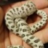 jandsreptiles