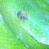 futureherpbreeder